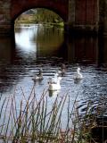 Geese at Campbell Town - Tas.