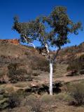 Flinders Tree