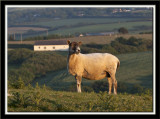 Shorn sheep in the evening sun.