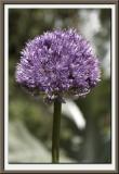 Allium