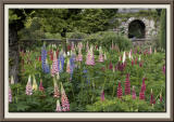 The Lupin Garden