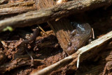 Salamander