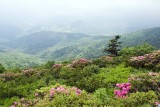 Roan Mountain 12