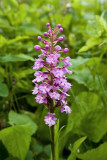 Purple Fringed Orchid 1
