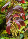 DuPont State Forest 4