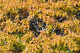 Blue Ridge Parkway Fall Color 13