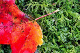 Red Leaf on Moss