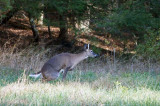 Cades Cove Day 5 - 12