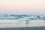 Ring-billed Gull