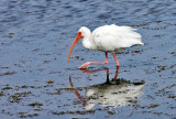White Ibis 1