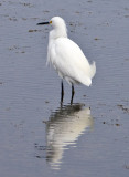 Snowy Egret 3