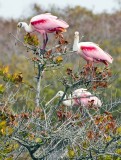 Roseate Spoonbill 1