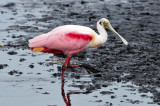 Roseate Spoonbill 2