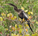 Anhinga 2