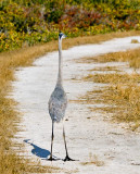 Great Blue Heron 3