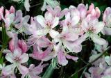 Pink Shell Azalea 2