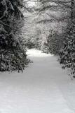 snowy trail