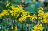 Ragwort 1