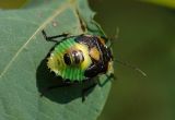 Shield Bug