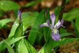 Dwarf Crested Iris 2