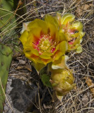 Yellow rose of texas web.jpg