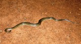 snake in the kitchen