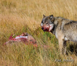 Wolves-Yellowstone