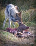 Wolves-Yellowstone