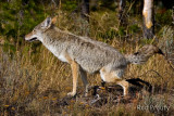 0001-Coyote-03.jpg