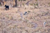 Wolves-Yellowstone