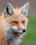 0003Fox.jpg