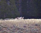 Wolves-Yellowstone