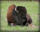 Yellowstone NP