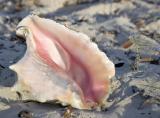 Conch