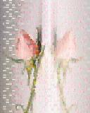 Pink Rose Refleftion Mosaic