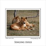 Singing-Dogs.jpg