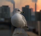 bird in the city