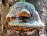 Frowning fungus.jpg