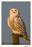 20081121_SnowyOwl_0084.jpg