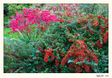 20091016_Victoria_0024.jpg