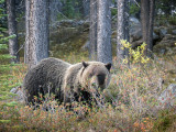 20120920_Alberta BC_1279.jpg