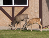 20120929_Waterton_0397.jpg