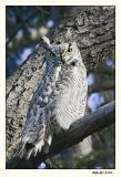 Great Horned Owl 587S9418.jpg