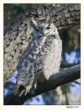 Great Horned Owl 587S9434.jpg