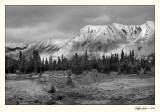 Jasper_3959 BW.jpg