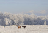Winter Pasture