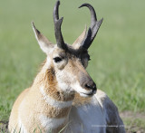 Pronghorn