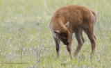 Bison babies doing well