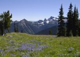 meadows looking east mt rainer.jpg