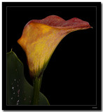 Calla